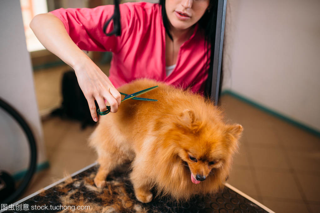 小狗美容师剪头发